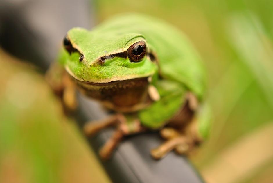 El d&iacute;a mundial de los animales nos crea conciencia acerca de lo que est&aacute; ocurriendo en el mundo con la biodiversidad. (Foto: Peta Latino)&nbsp;