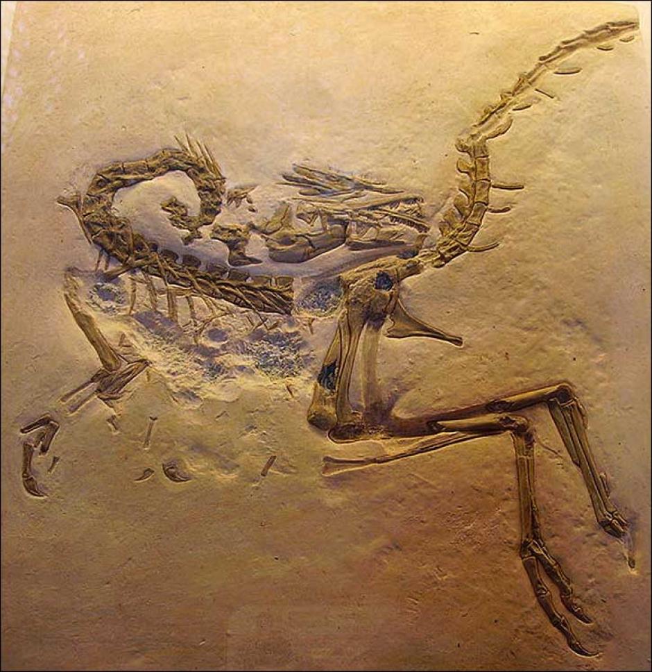 &nbsp;Este f&oacute;sil se le atribuye al Compsognathus en Bavaria, Alemania. Foto: SiberianTimes.com