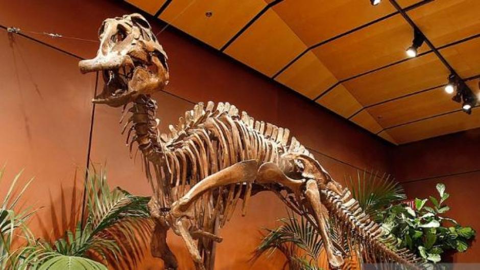 El dinosaurio pico de pato habitaba en Asia, Norteam&eacute;rica y Centroam&eacute;rica. (Foto: (Foto: rpp.pe)