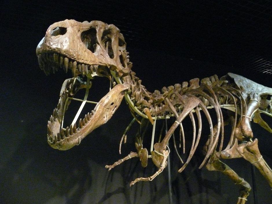 Importante hallazgo: sangre y col&aacute;geno se ha encontrado en restos f&oacute;siles. (Foto: biblioteca.ucm.es)