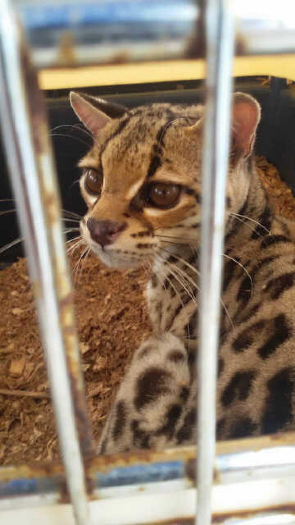 El trigrillo rescatado se encontraba en una vivienda en Livingston, Izabal. (Foto: PNC)&nbsp;