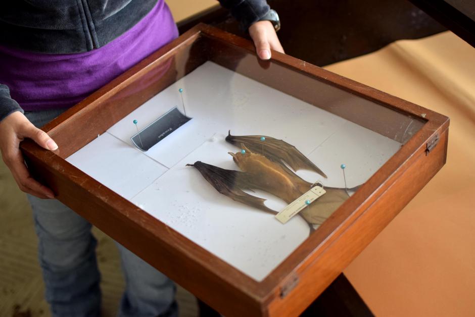 El s&aacute;bado 22 de noviembre, se podr&aacute;n ver murci&eacute;lagos vivos en el Museo de Hsitoria Natural. (Foto: Esteban Biba/Soy502)