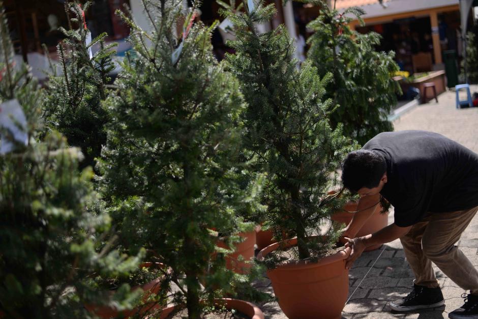 Los pinabetes en maceta est&aacute;n revolucionando el mercado navide&ntilde;o. (Foto: Wilder L&oacute;pez/Soy502)