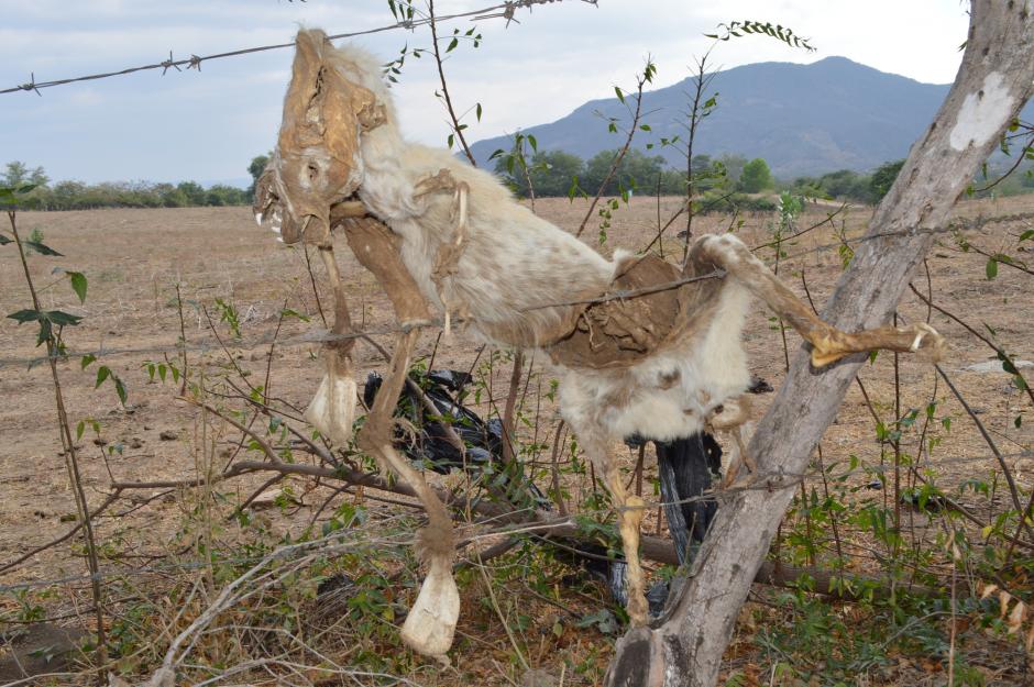 El extraño hallazgo se realizó en la "quebrada de San Juan", en San Jorge, Zacapa. (Foto Carlos Aquino/Soy502)