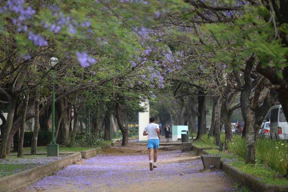 Las Jacarandas son &aacute;rboles que est&aacute;n presentes en plazas y parques de las ciudades. Florecen en verano y en algunas partes de Latinoam&eacute;rica hasta dos veces. En esta galer&iacute;a podr&aacute;s verr c&oacute;mo sus colores est&aacute;n presentes en Guatemala. (Foto: Jes&uacute;s Alfonso/Soy502)