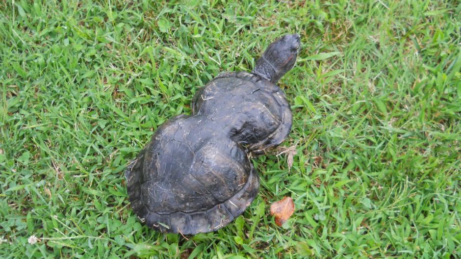 La tortuga tiene cerca de 30 a&ntilde;os, ahora vive en un lugar en el que est&aacute; alejada del peligro de la contaminaci&oacute;n.&nbsp;