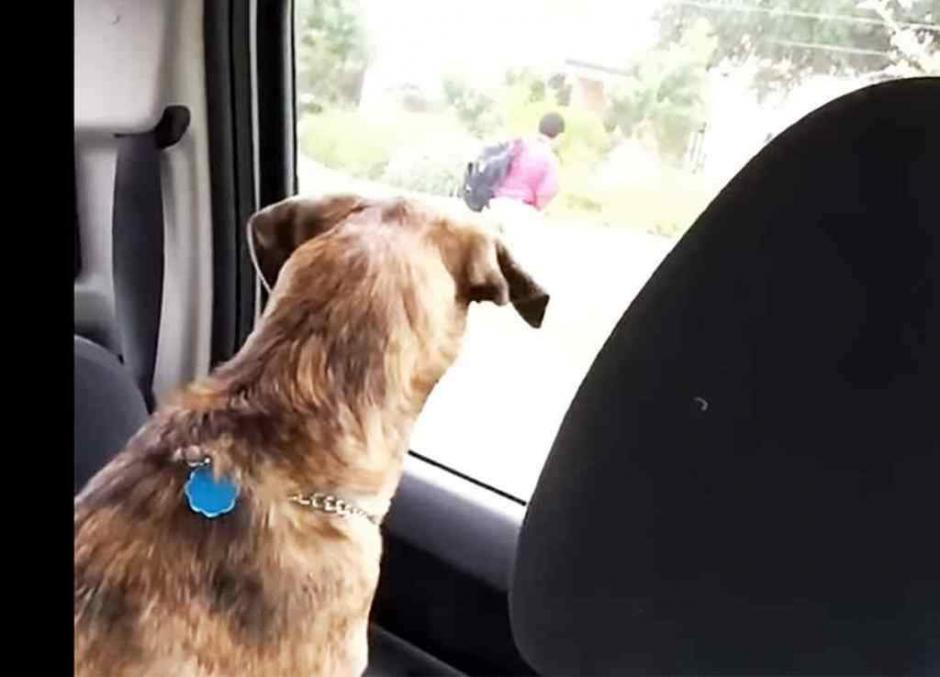 Una perrita llora inconsolablemente cuando su peque&ntilde;o amo sale del auto. (Imagen: YouTube)