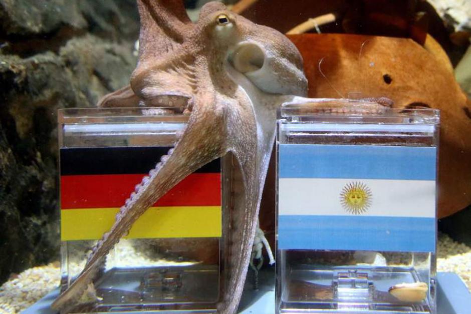 El pulpo "Paul Jr" pron&oacute;stico un triunfo de Alemania en la final de la Copa del Mundo de Brasil 2014. (Foto: elheraldo.hn)