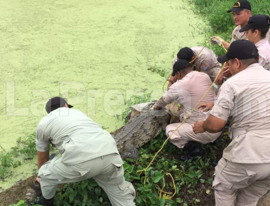 Los rescatistas utilizaron varias t&eacute;cnicas para atrapar al cocodrilo y tratarle las heridas. (Foto: La Prensa)