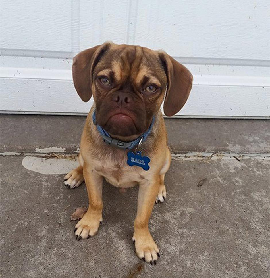 El perro "Earl" se populariza en redes sociales. (Imagen: Instagram)
