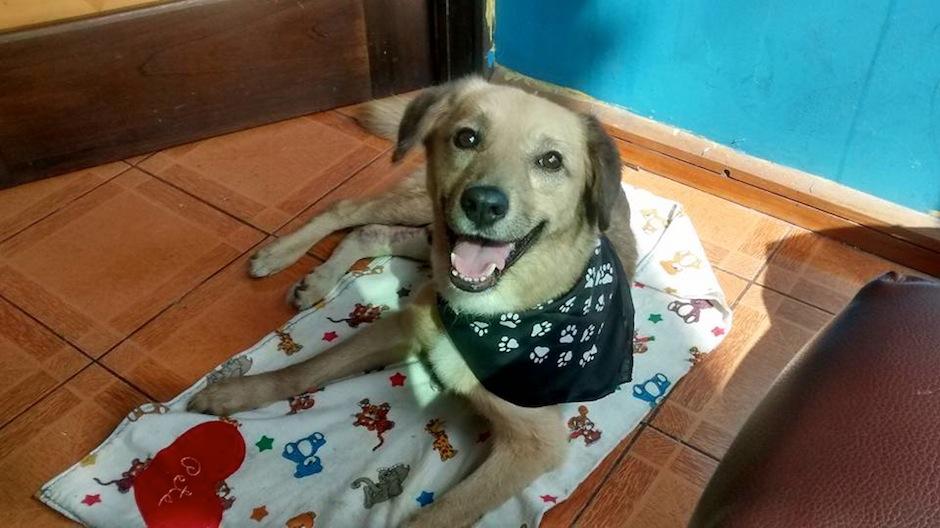 Eggnog es un perrito muy noble y tranquilo. (Foto: AMA)