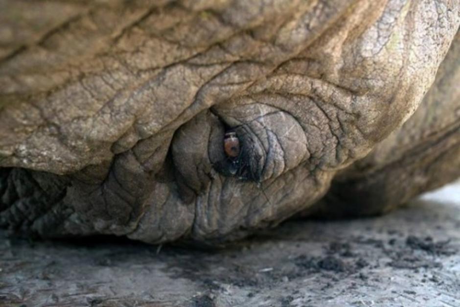 La ONG "WildLife SOS" comprob&oacute; que Raju, el elefante, era maltratado, y logr&oacute; que un juez ordenara su liberaci&oacute;n.
