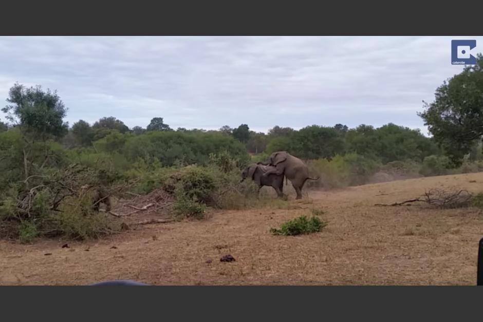 Dos elefantes tratan de aparearse. (Captura de pantalla: Caters Clips/YouTube)