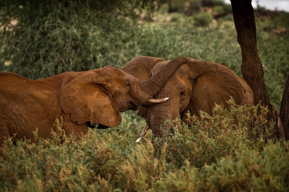 Gracias a sus c&aacute;maras de 360&ordm; en el techo, el veh&iacute;culo de Google filma a los&nbsp;elefantes&nbsp;de la reserva natural Samburu en Kenia para contribuir a su preservaci&oacute;n. (Foto: Save the elephants)