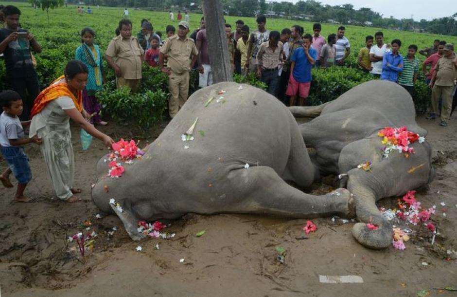 El segundo elefante muri&oacute; al intentar rescatar a su compa&ntilde;ero. (Foto: holaciudad.com)