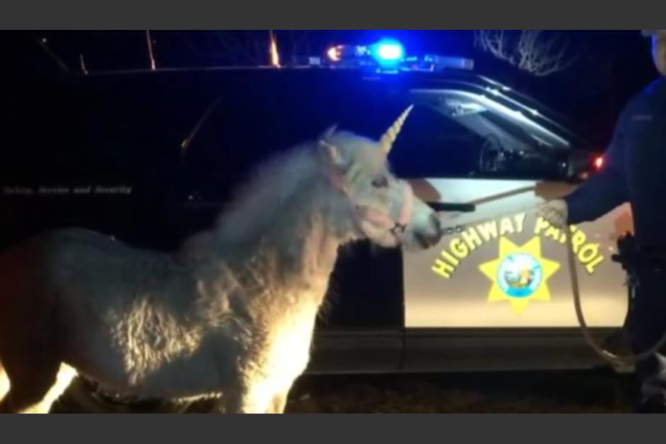 LaPolic&iacute;a localiz&oacute; al "Unicornio". (Foto: ensalvador.com)