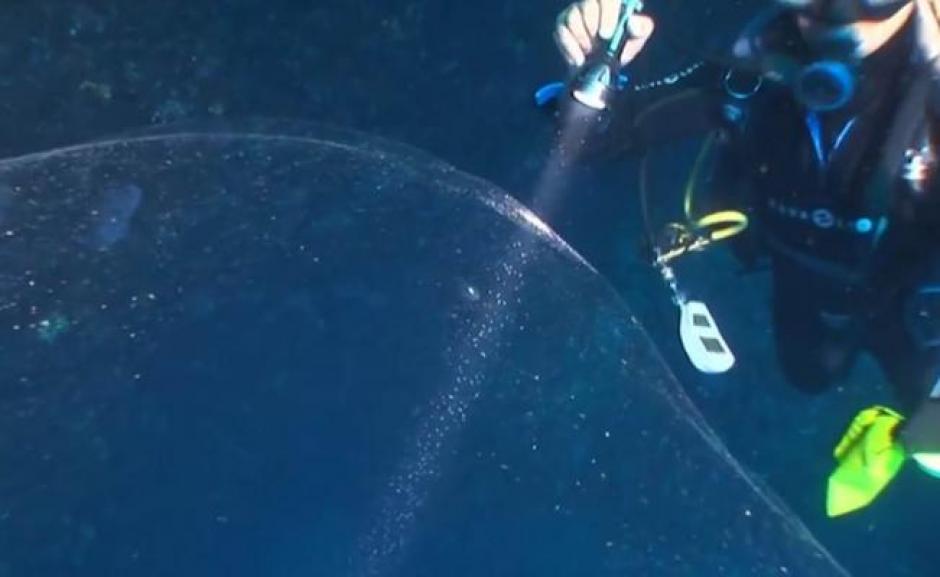 Una extra&ntilde;a burbuja encontrada en el fondo del mar causa diversas reacciones.