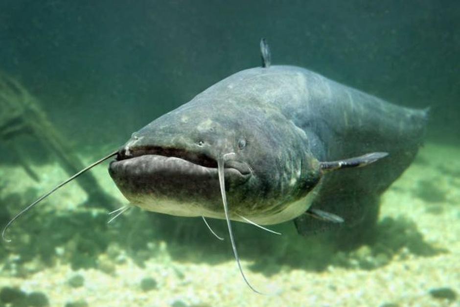 Un Siluro es una especie de pez de gran proporci&oacute;n. (Foto: 20 minutos)