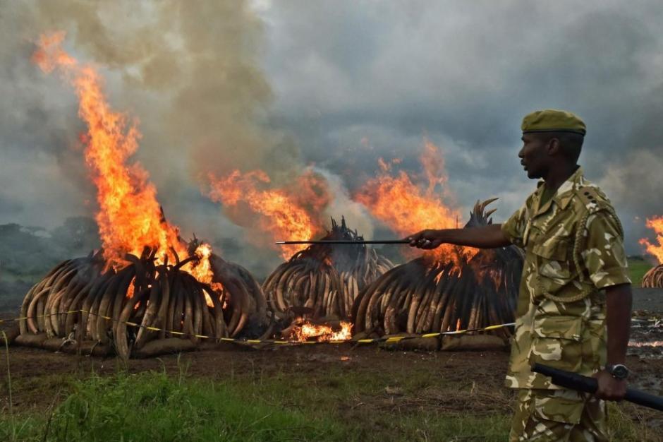 El presidente de Kenia prendi&oacute; fuego a 105 toneladas de marfil. (Foto: AFP)