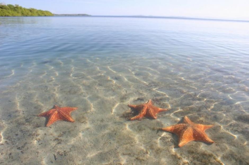 Millones de estrellas de mar est&aacute;n muriendo en los &uacute;ltimos meses en la costa oeste de Estados Unidos, de Alaska a California.&nbsp;