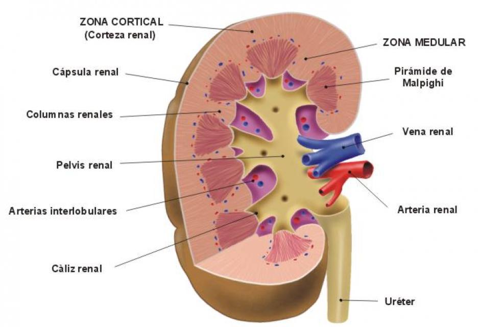 Estos &oacute;rganos cumplen la funci&oacute;n de excretores, poseen la forma del frijol y est&aacute;n situados en la parte porterior del abdomen. &nbsp;Los seres humanos tenemos dos del tama&ntilde;o de un pu&ntilde;o cerrado.&nbsp;