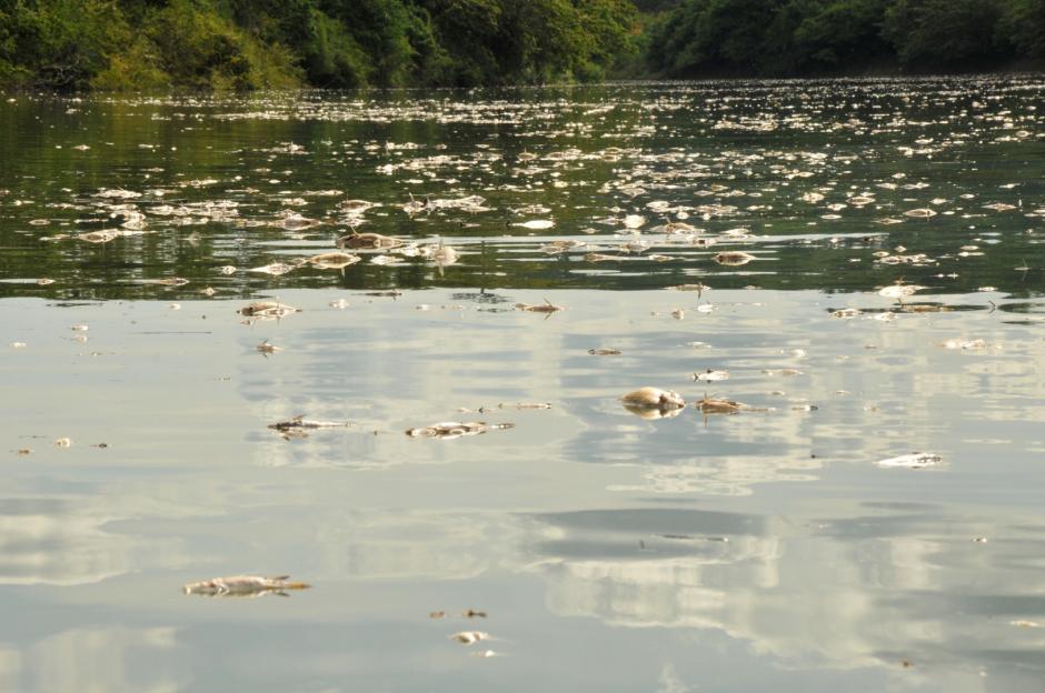 La muerte de cientos de peces en el r&iacute;o La Pasi&oacute;n de Sayaxch&eacute;, Pet&eacute;n, ha sido a opini&oacute;n de varios expertos conservacionistas, el mayor desastre provocado por el hombre en el pa&iacute;s. (Foto: Archivo)