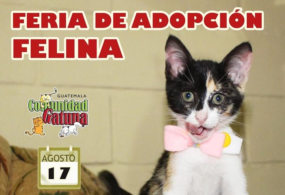 Dale un hogar a los felinos que estarán en la feria de adopción. (Foto: Comunidad Gatuna oficial)&nbsp;