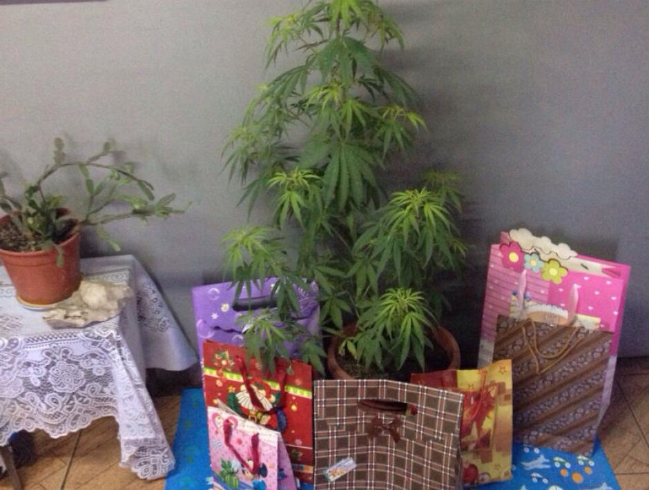 La planta de marihuana fue utilizada para armar un &aacute;rbol de Navidad. (Foto: Carabineros de Chile)