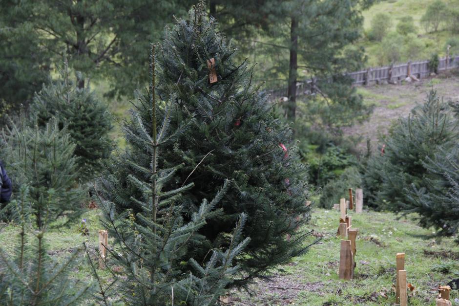 El pinabete es una especie de árbol único en el planeta por su particular aroma. (Foto: Jorge Raúl Sente/Soy502)