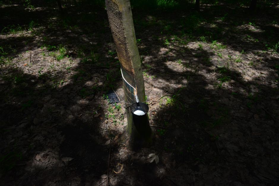 El cultivo del hule est&aacute; en desarrollo en Guatemala, sobre todo en los departamentos del sur del pa&iacute;s. Las condiciones climatol&oacute;gicas de departamentos como Escuintla son propicias para una buena extracci&oacute;n de l&aacute;tex. (Foto: Jes&uacute;s Alfonso/Soy502)