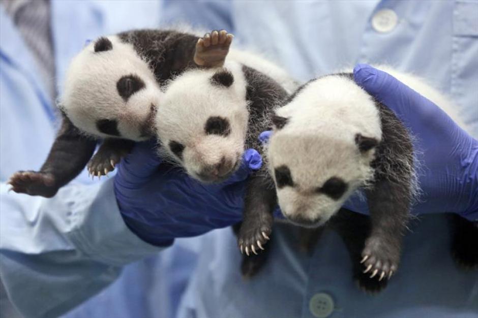 El buen desarrollo de estos tres ositos pandas, nacidos en un zool&oacute;gico chino, ha sido considerado "un milagro". (Foto: El Pa&iacute;s.com)