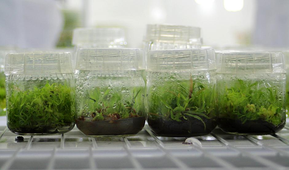 La flor nacional se encuentra en la primera fase para su conservación. El Conap espera que en tres años unos 500 ejemplares puedan estar listos para su plantación abierta. (Foto: Conap)&nbsp;