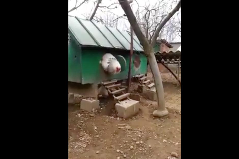 Alg&uacute;nos usuarios aseguran que se trata de una gallina falsa. (Foto: YouTube)