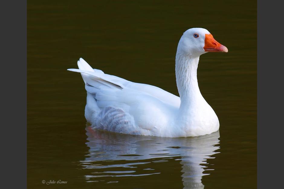 Una de mis primeras mascotas fue un ganso que lleg&oacute; a casa envuelto en papel kraft. (Foto:&nbsp;bcampdera.wordpress.com)