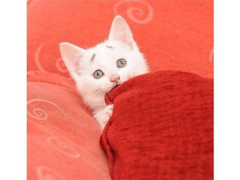 Este peque&ntilde;o gato se ha ganado el cari&ntilde;o de muchos internautas por sus peculiares cejas. (Foto: concerned_kitten/Instagram)&nbsp;&nbsp;