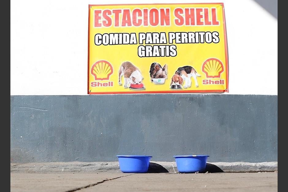 En esta gasolinera los perritos son bienvenidos. (Foto: Alejandro Balan/Soy502)