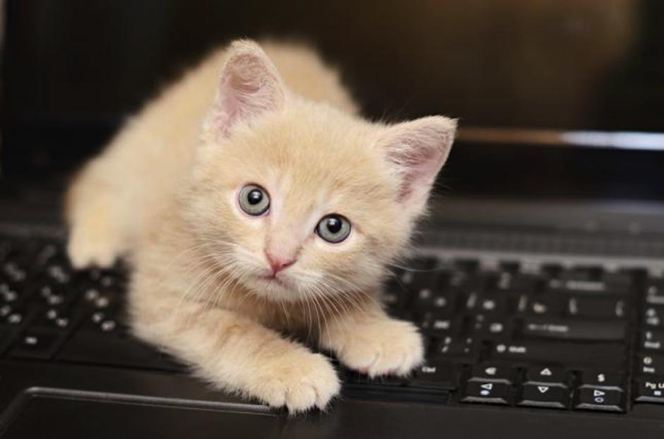 Ver videos tiernos es bueno para la salud. (Foto: Batanga)