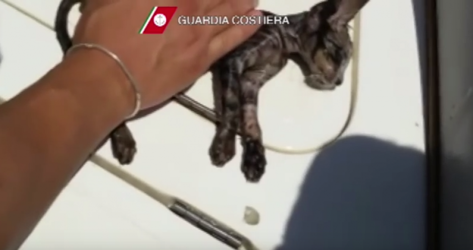 Guardacostas italianos reviven a un peque&ntilde;o gato que se ahog&oacute;. (Foto: Captura de YouTube)