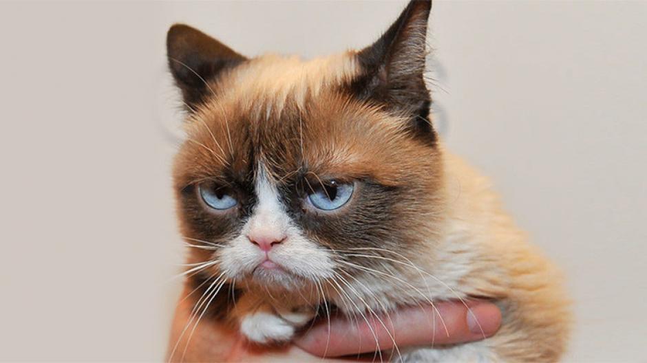 El Estado Isl&aacute;mico prohibi&oacute; a los habitantes de Mosul que tengan gatos. (Foto: actualidad.rt.com)