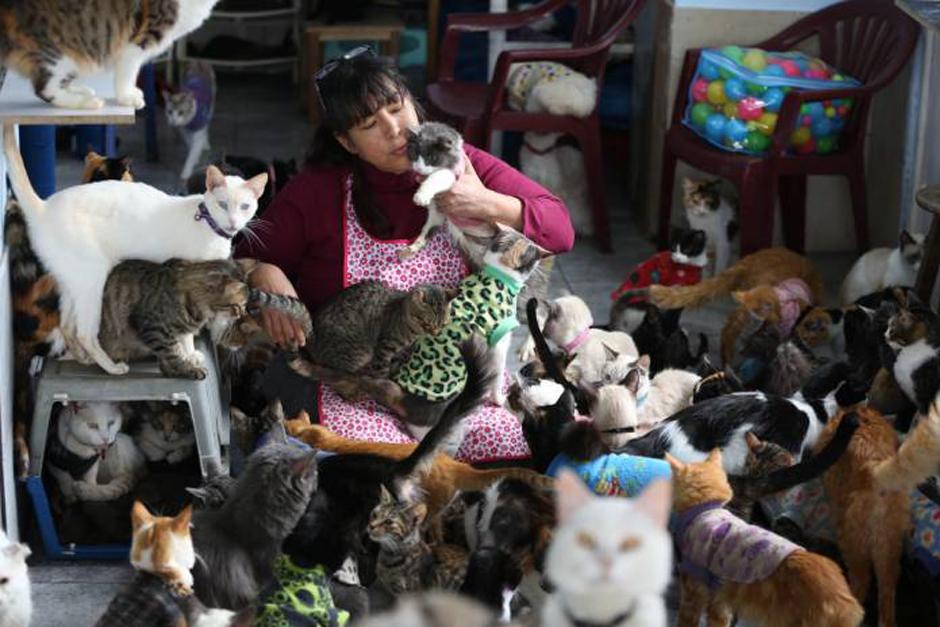 Mar&iacute;a Torero asegura que es su responsabilidad cuidar de los gatos. (Foto: Semana.com)