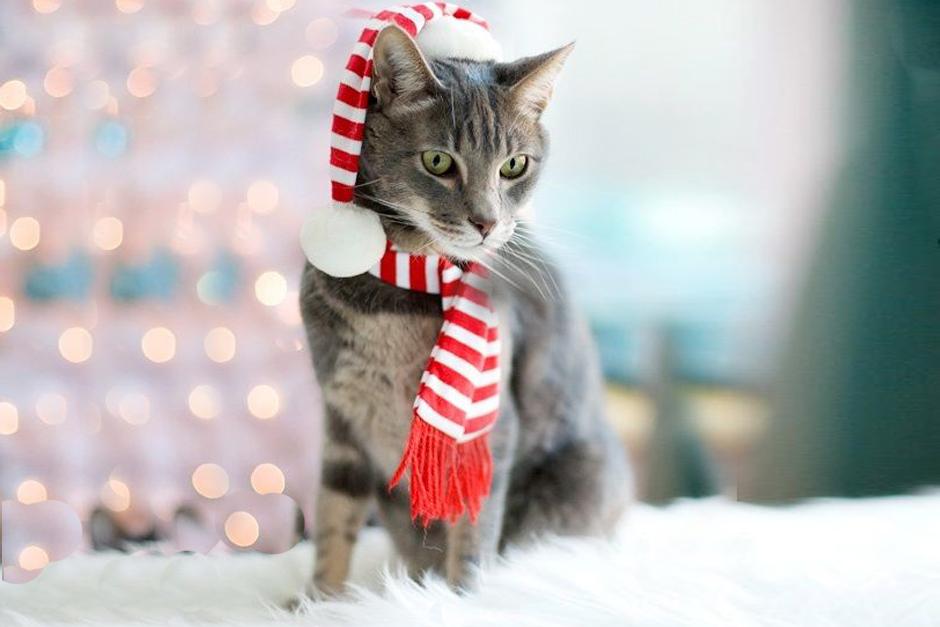 Los gatos en invierno necesitan regular su temperatura corporal para no pasar fr&iacute;o. (Foto: Pinterest)