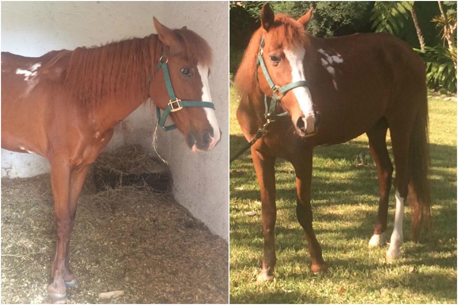 "Give" recibi&oacute; una segunda oportunidad de vida y ahora es un caballo feliz. (Foto: Municipalidad de Guatemala)