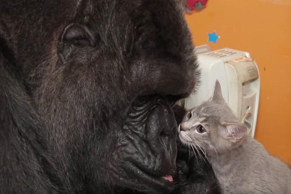 La Gorila "Koko" junto a los peque&ntilde;os gatos. (Foto: YouTube)
