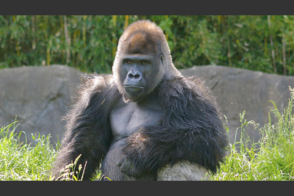 Los gorilas mostraron su fuerza y su furia durante el enfrentamiento mientras las peronsa los oberservaban. &nbsp;