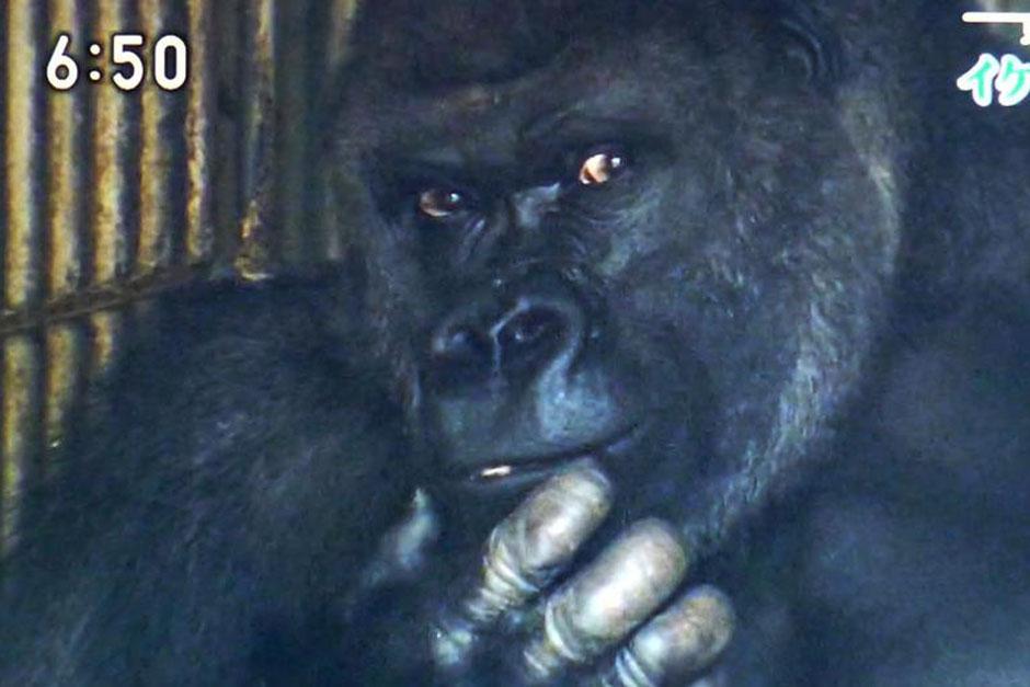     &ldquo;Shabani&rdquo;, el guapo gorila de Jap&oacute;n que siempre posa cuando ve una c&aacute;mara cerca. (Foto: AFP)