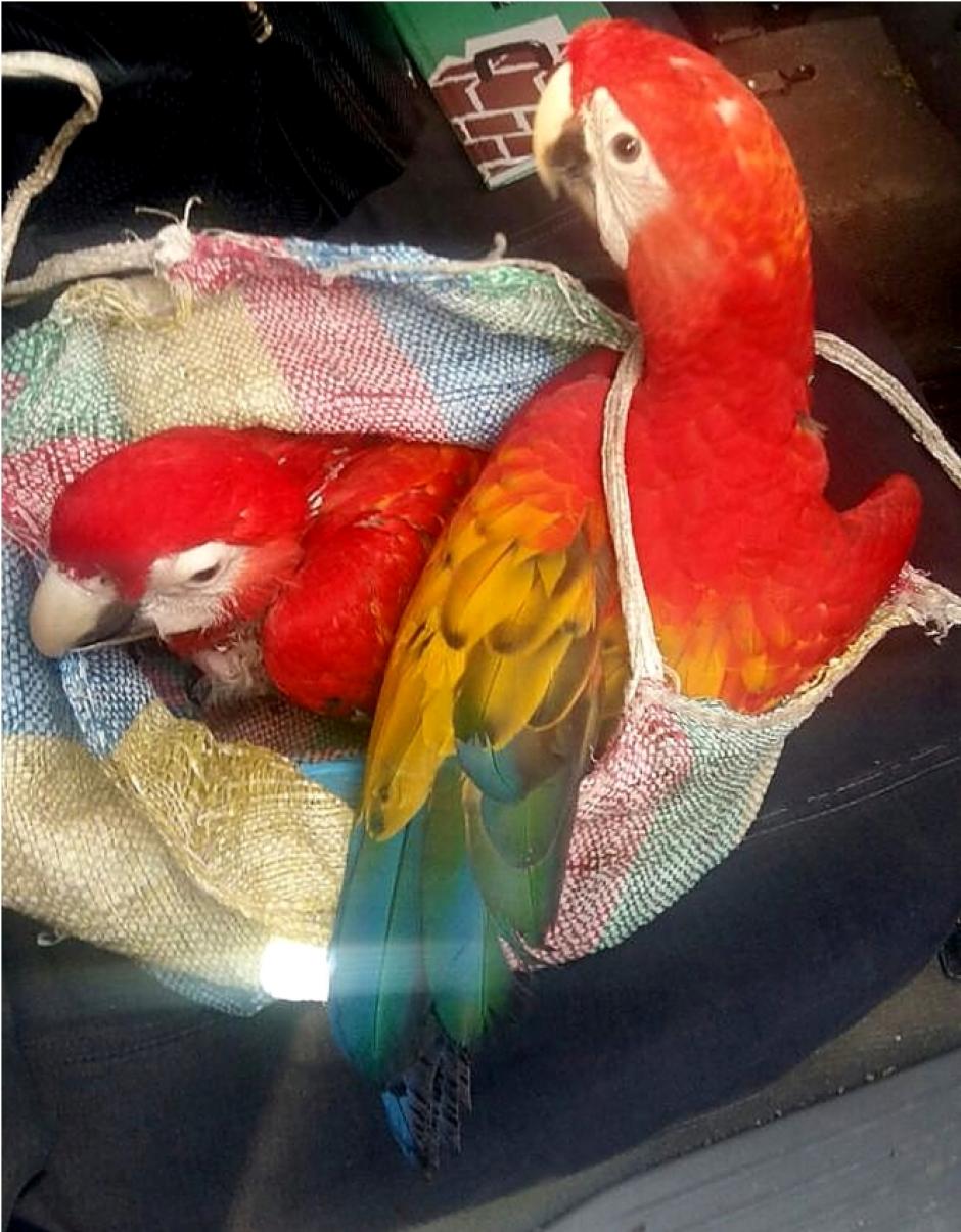 Estas fueron las Guacamayas rescatadas. (Foto: CONAP) 
