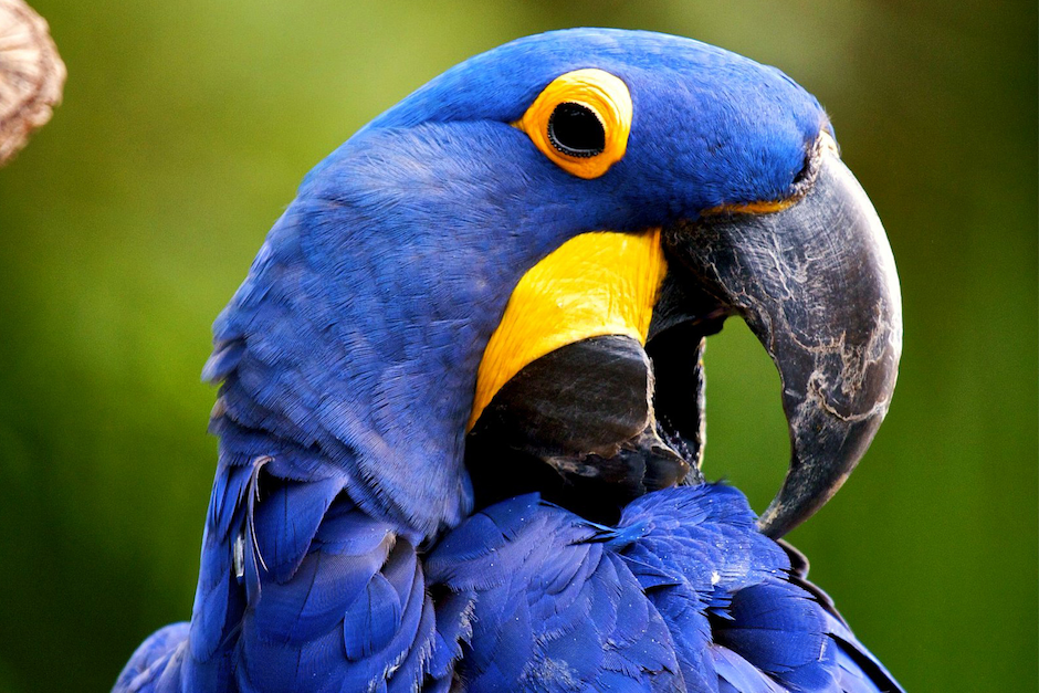 Una Guacamaya azul, como Blu el protagonista de la pelicula animada "Rio", fue visto recientemente. (Foto: Wikipedia)