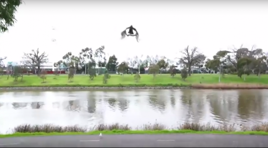 El halcón se acerca con la serpiente en sus garras. (Imagen: captura de YouTube)