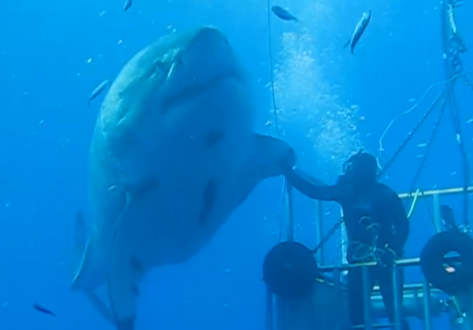 El Choque de manos (Aletas) m&aacute;s incre&iacute;ble dela naturaleza. (Foto: Facebook)