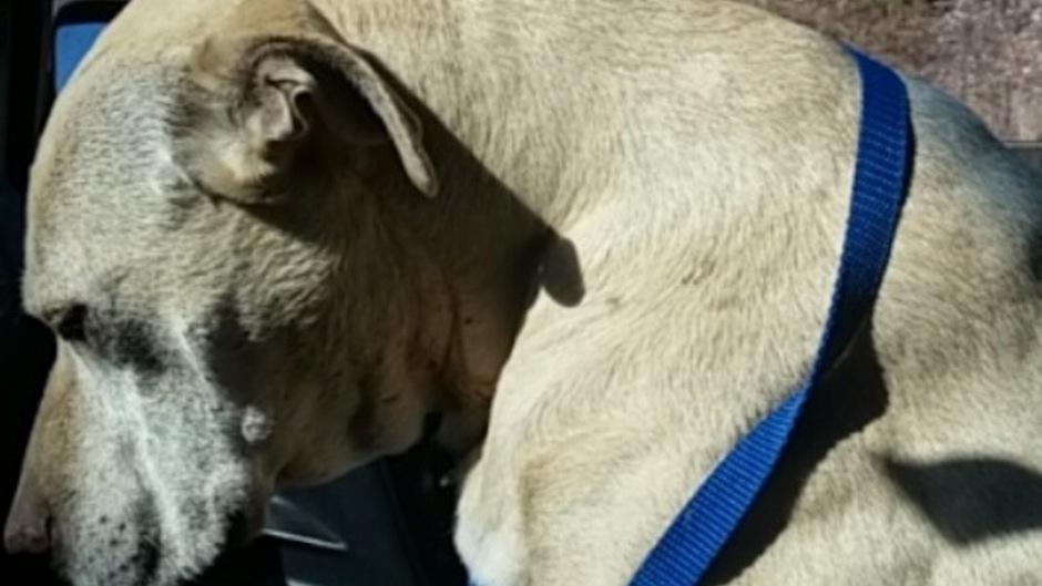 Esta conmovedora historia te partir&aacute; el coraz&oacute;n. (foto: Snapchat)